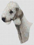 Bedlington Terrier - Blue (image for) Bedlington Terrier - Blue